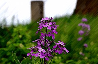 Wild Phlox with Pentax K-x water color filter. (Spring 2013) 