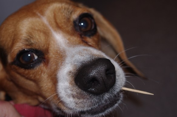 After dinner toothpick