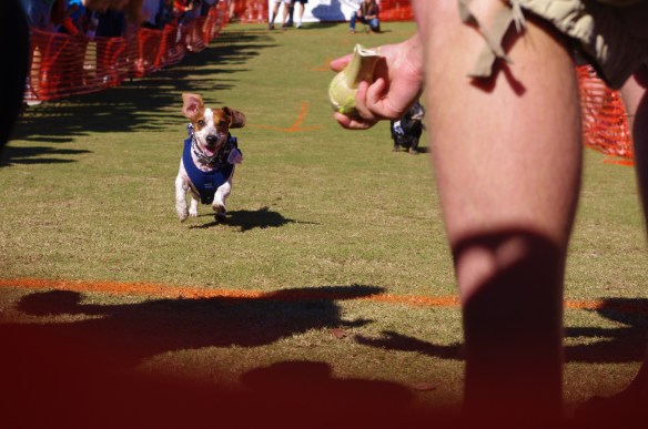 Hawk to the finish line